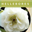 Load image into Gallery viewer, HELLEBORUS DOUBLE WHITE 14CM