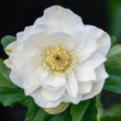 Load image into Gallery viewer, HELLEBORUS DOUBLE WHITE 14CM
