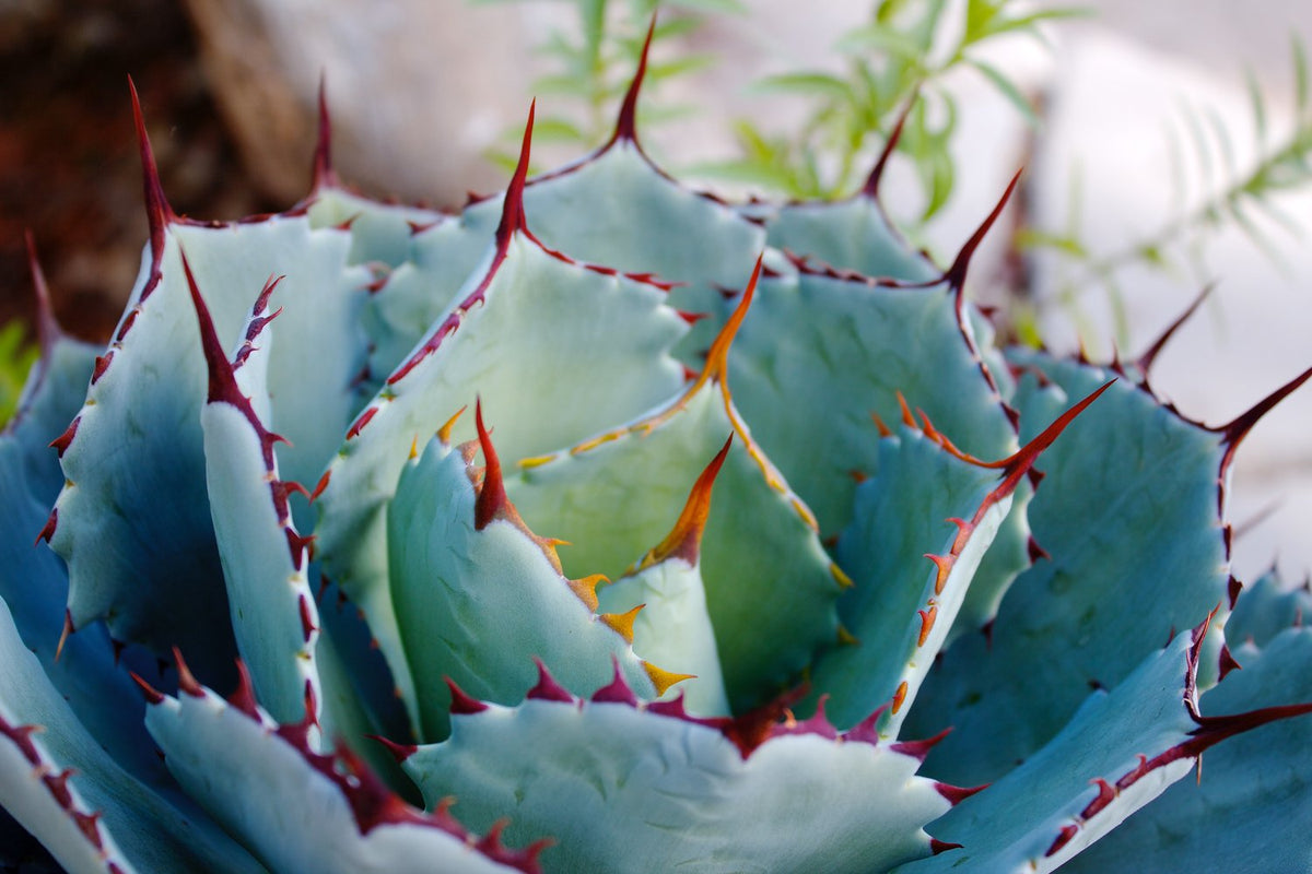 AGAVE DRAGON TOES – Honeysuckle Garden