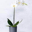 Load image into Gallery viewer, ORCHID PHALAENOPSIS LARGE SINGLE STEM WHITE