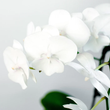 Load image into Gallery viewer, ORCHID PHALAENOPSIS LARGE SINGLE STEM WHITE