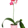 Load image into Gallery viewer, ORCHID PHALAENOPSIS LARGE SINGLE STEM MIXED