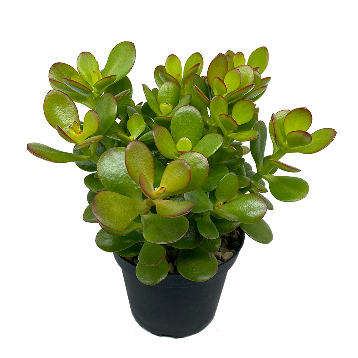 minima jade plant CRASSULA OVATA MINIMA – Honeysuckle Garden
