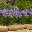 Load image into Gallery viewer, AGAPANTHUS BABY PETE