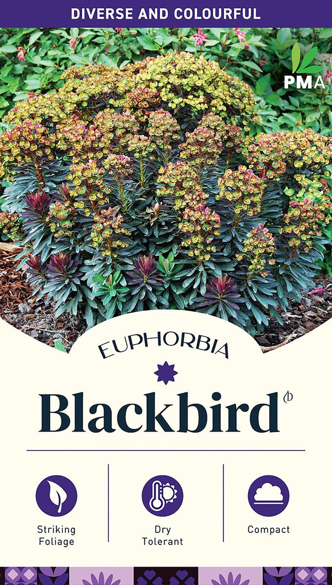 EUPHORBIA BLACK BIRD – Honeysuckle Garden