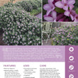 Load image into Gallery viewer, DAPHNE SPRING PINK ETERNAL FRAGRANCE