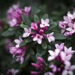 Load image into Gallery viewer, DAPHNE SPRING PINK ETERNAL FRAGRANCE