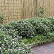 Load image into Gallery viewer, DAPHNE SPRING PINK ETERNAL FRAGRANCE