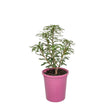 Load image into Gallery viewer, DAPHNE SPRING PINK ETERNAL FRAGRANCE