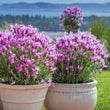 Load image into Gallery viewer, LAVANDULA THE PRINCESS LAVENDER