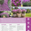 Load image into Gallery viewer, LAVANDULA THE PRINCESS LAVENDER