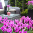 Load image into Gallery viewer, LAVANDULA THE PRINCESS LAVENDER