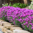 Load image into Gallery viewer, LAVANDULA THE PRINCESS LAVENDER