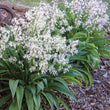 Load image into Gallery viewer, ARTHROPODIUM TE PUNA