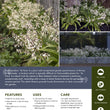Load image into Gallery viewer, ARTHROPODIUM TE PUNA
