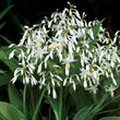 Load image into Gallery viewer, ARTHROPODIUM TE PUNA