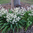 Load image into Gallery viewer, ARTHROPODIUM TE PUNA