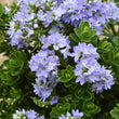 Load image into Gallery viewer, HEBE SUMMER BLUE