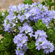 Load image into Gallery viewer, HEBE SUMMER BLUE