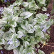 Load image into Gallery viewer, BRUNNERA SILVER HEART