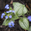 Load image into Gallery viewer, BRUNNERA SILVER HEART
