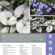Load image into Gallery viewer, BRUNNERA SILVER HEART