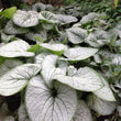 Load image into Gallery viewer, BRUNNERA SILVER HEART