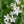 Load image into Gallery viewer, CAMPANULA EH FROST
