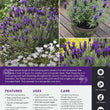 Load image into Gallery viewer, LAVANDULA PURPLE REIGN