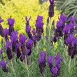 Load image into Gallery viewer, LAVANDULA PURPLE REIGN