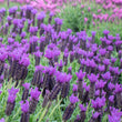 Load image into Gallery viewer, LAVANDULA PURPLE REIGN