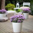 Load image into Gallery viewer, LAVANDULA THE QUEEN