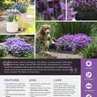Load image into Gallery viewer, LAVANDULA THE QUEEN