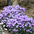 Load image into Gallery viewer, LAVANDULA THE QUEEN