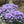 Load image into Gallery viewer, LAVANDULA THE QUEEN
