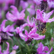 Load image into Gallery viewer, LAVANDULA THE QUEEN