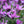 Load image into Gallery viewer, LAVANDULA THE QUEEN
