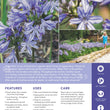 Load image into Gallery viewer, AGAPANTHUS BABY PETE