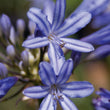 Load image into Gallery viewer, AGAPANTHUS BABY PETE