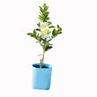 Load image into Gallery viewer, CITRUS DWARF LIME TAHITIAN 5L/20CM