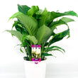 Load image into Gallery viewer, SPATHIPHYLLUM PREMIUM