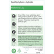Load image into Gallery viewer, SPATHIPHYLLUM PREMIUM