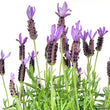 Load image into Gallery viewer, LAVANDULA AVONVIEW