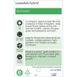 Load image into Gallery viewer, LAVANDULA AVONVIEW