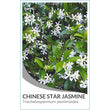 Load image into Gallery viewer, TRACHELOSPERMUM JASMINOIDES