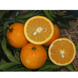 Load image into Gallery viewer, CITRUS ORANGE VALENCIA SEEDLESS 20CM