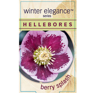 HELLEBORUS SINGLE BERRY SPLASH 14CM