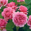 Load image into Gallery viewer, ROSA DAVID AUSTIN BAREROOT 2 YR PRINCESS ALEXANDRA OF KENT 20CM