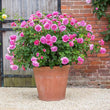 Load image into Gallery viewer, ROSA DAVID AUSTIN BAREROOT 2 YR PRINCESS ALEXANDRA OF KENT 20CM