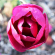Load image into Gallery viewer, MAGNOLIA BLACK TULIP